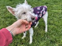 Kuschelhündin Mona sucht sicheren Hafen