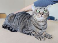 Schmusekater Bastian braucht endlich wieder ein Zuhause!