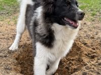 3 Großspitz Junghunde mit 5 Monaten sofort auszugsbereit