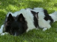 3 Großspitz Junghunde mit 6 Monaten sofort auszugsbereit