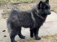 6 Großspitz Welpen nun jederzeit auszugsbereit
