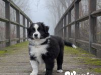 Traumschöne Australian Shepherd Welpen