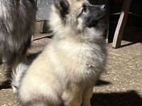 Wolfspitz Keeshond Rüde verkaufen