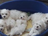 Bichon Frise Welpen
