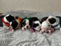 Boston Terrier-Welpen