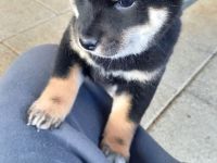 Süße Shiba inu Welpen