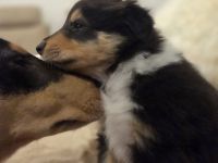 Amerikanischer Colliewelpe