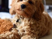 Havapoo  (wie Maltipoo) - Bezaubernde Welpen in tollen Farben-langjährige Haus/Familienaufzucht.