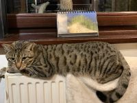 Bengal Siam Mischling Kater 14 Monate alt