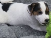 Jack Russell Welpen