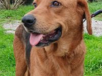 Hündin Nadia / kastriert / derzeit noch in Griechenland