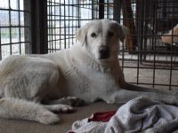 Sanfte und schüchterne Schönheit Nanouk