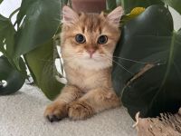 Britisches Langhaar Katerchen long hair british cat