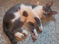 !! Schöne Mischlings- Kätzin sucht neues Zuhause!!