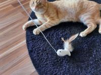 Kuschel Bedürftige Milo sucht neues Zuhause