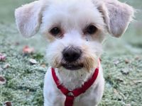 Erwin in 07552 Gera sucht sein Für-immer-Zuhause