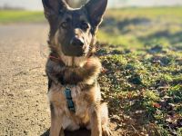 Aila in 57627 Marzhausen sucht ihr Für-immer-Zuhause