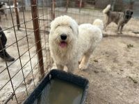 Monte sucht sein Für-immer-Zuhause