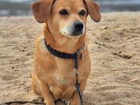 Luna in 35713 Eschenburg sucht ihr Für-immer-Zuhause