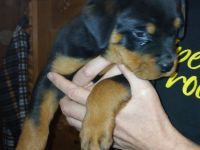 Rottweilerwelpen