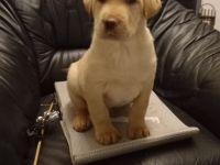 Süße Labrador Welpen pünktlich zu Weihnachten in liebe Hände :-)