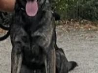 Treuer Schäferhund Labradormischling