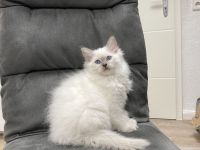 Heilige Birma – wunderschöne Katzenbabys