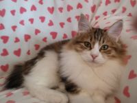 Reinrassige Kurilian bobtail Katze