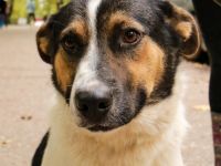 Yucca - eine Kuschelmaus möchte endlich ankommen dürfen