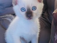 Siam Thai Kitten 2 Mädchen Blue Point