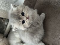 Reinrassige BKH/BLH Kitten