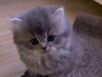 Reinrassige BKH/BLH Kitten