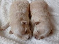 Maltipoo Babys, kleine Engel
