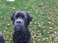 Günther(BX Dogge x CaneCorso) sucht ein Zuhause für sich allein ;)