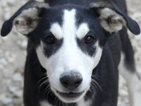 Denver, männlicher Mischling