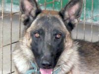 Kiara 2, weiblicher Deutscher Schäferhund-Mix