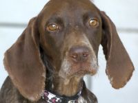 Poppy 19, weiblicher Deutsch Kurzhaar-Mix