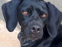 Saddle, männlicher Pointer-Mix