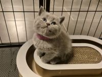 Sieben zuckersüße Kitten suchen ein liebevolles Zuhause