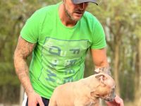 American Bully Pocket