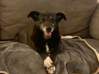 Stella sucht ein Zuhause