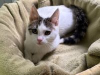 Hübsche Kämpferin Perla sucht ihr Körbchen