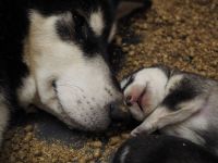 Alaskan Malamute Welpen
