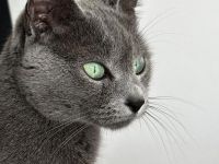 Russisch Blau Kitten