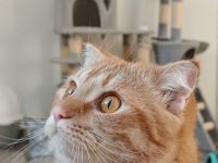 Wunderschöner BKH Kater sucht ein liebvolles Zuhause.