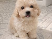 Malteser Welpen suchen liebevolles Zuhause ❤️