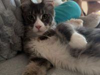 Reinrassige schöner xxl Main Coon Kater mit Stammbaum