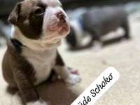 Boston Terrier Welpen