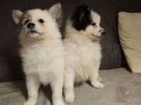 Welpe Spitz Mittelspitz