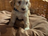 Süße Cockapoo Welpen suchen ein neues Zuhause